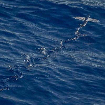 الإبتكار - شركات ناشئة: أفكار ريادية 260