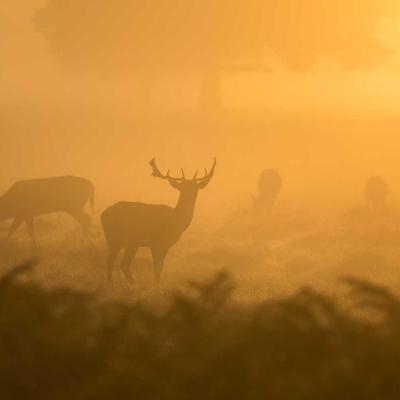 الشرق الأوسط: الاتفاقيات 660