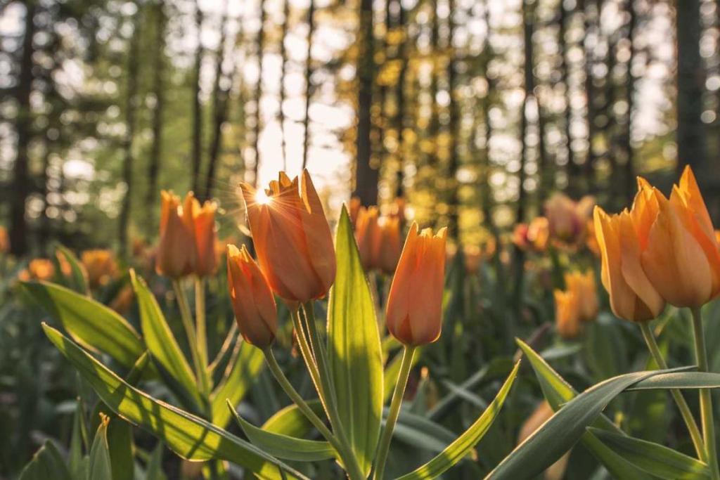 حياة - صحة: توازن الحياة 962