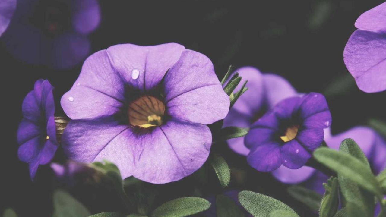 العلوم والمعرفة - طب: اكتشاف جديد 319