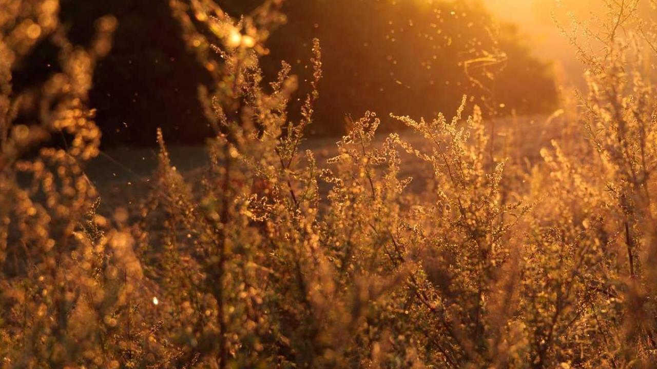 الآراء: تحليل 260